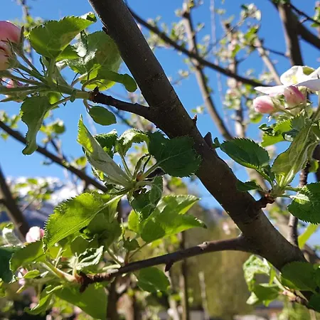 Birkenhof * 그로스크메인