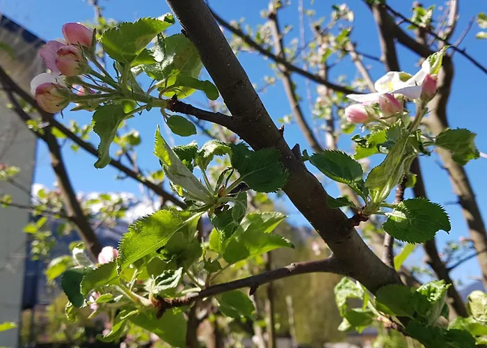 Birkenhof * グロースグマイン